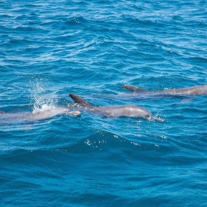 Wasini, dolphin tour