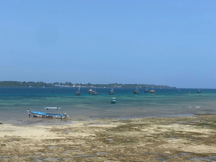 Wasini, dolphin tour