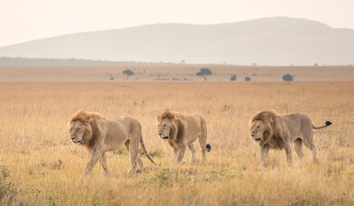 Maasai Mara