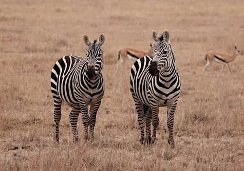 Tsavo East and West National Park
