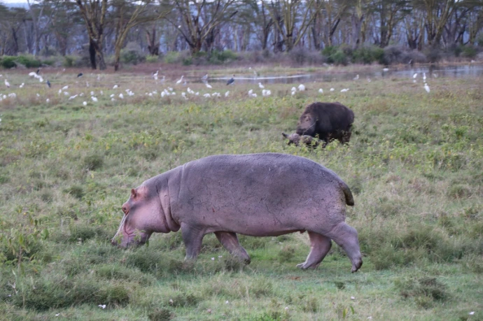 Lake Nakuru National Park