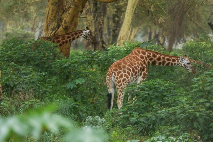 Lake Nakuru National Park