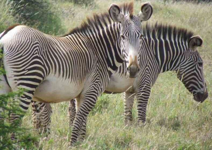 Samburu National Reserve, grevy's zebra