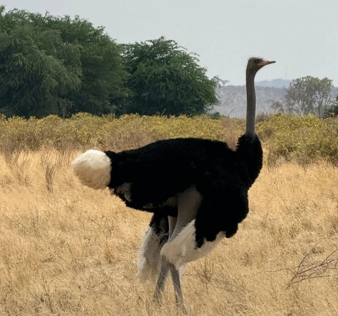 Samburu National Reserve, somali ostrich