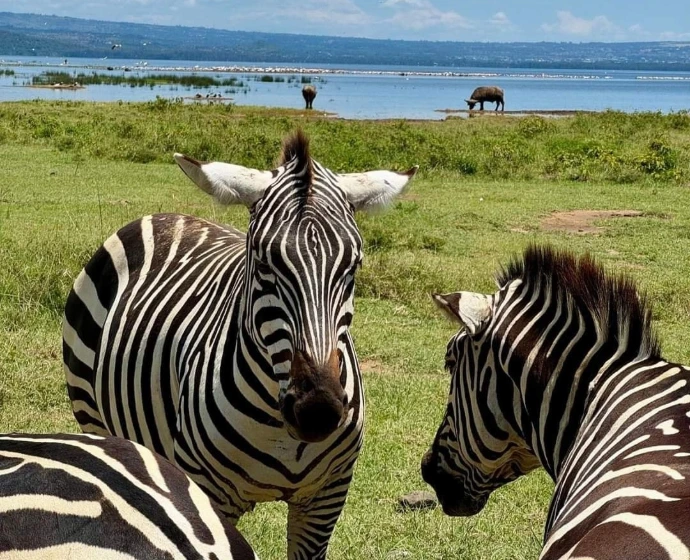 Lake Nakuru National Park