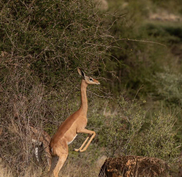 Samburu National Reserve