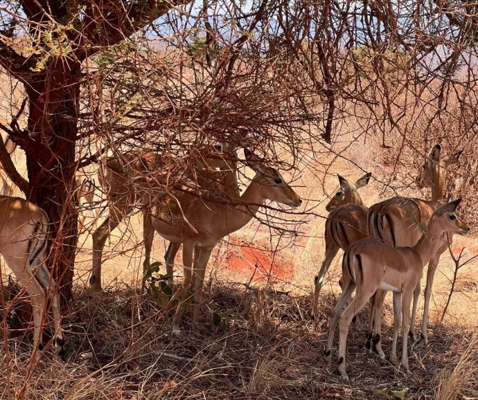 Tsavo East and West National Park