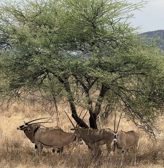 Samburu National Reserve, oryx
